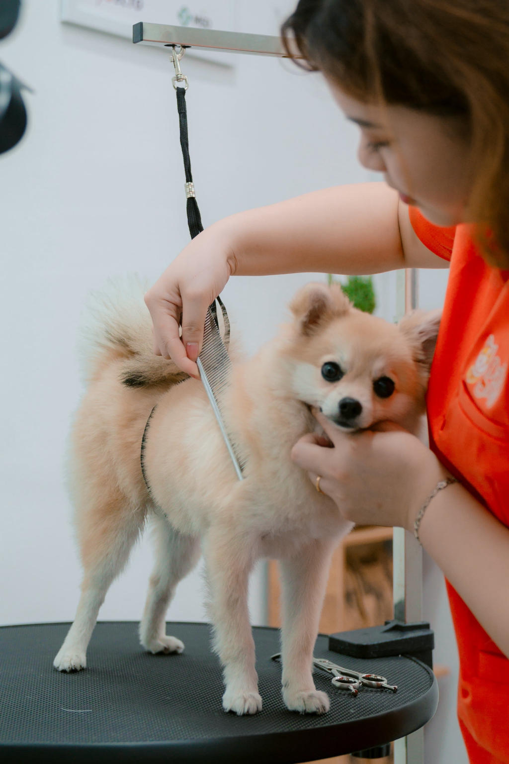 SPA & khách sạn thú cưng