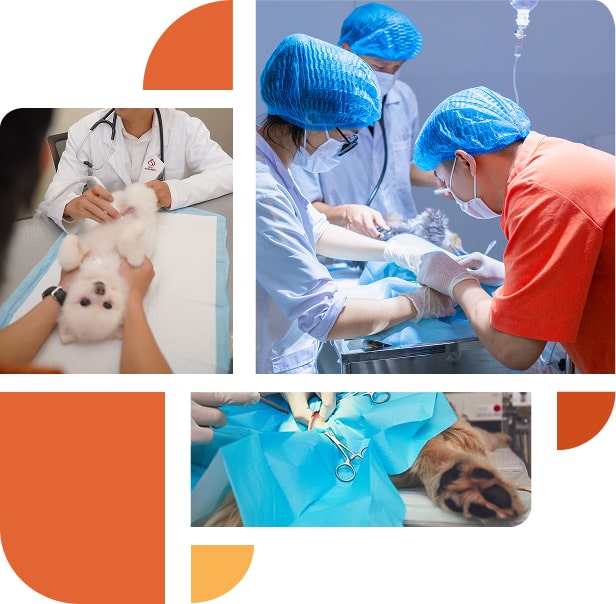 Phẫu thuật ngoại khoa