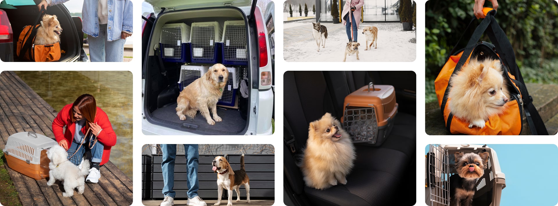 Lưu chuyển thú cưng